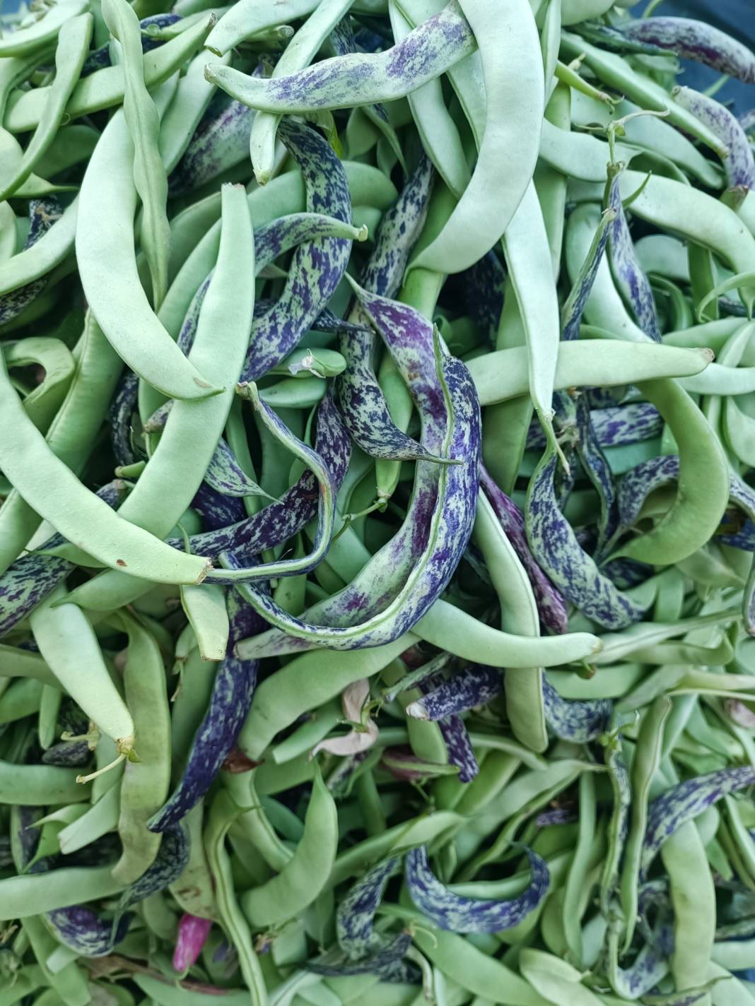 Konya’nın yüzde 100 yerli pazarı 4